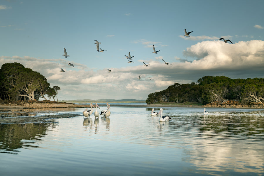Pelicans and Seagulls, Denmark, LIMITED EDITION 50 x 75cm Framed in white with non-reflective glass