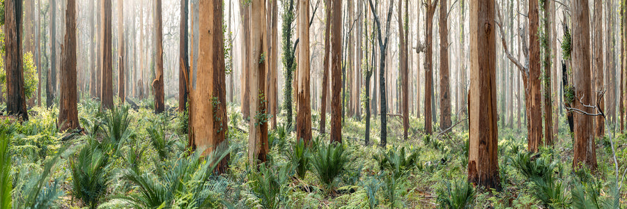 Boranup Forest Limited Edition Triptych each panel 100 x 131cm stretched canvas with timber shadow line frame, 16/25