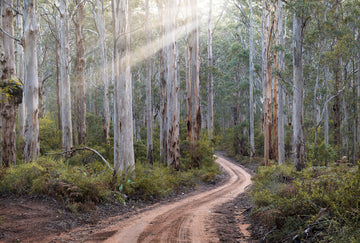 Scarf Cashmere Modal Large - Boranup Forest, South Western Australia