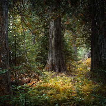 Redwoods, USA