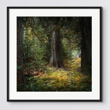 Redwoods, USA Artist Proof 1/1 Framed in a black frame with non-reflective glass 25x25cm
