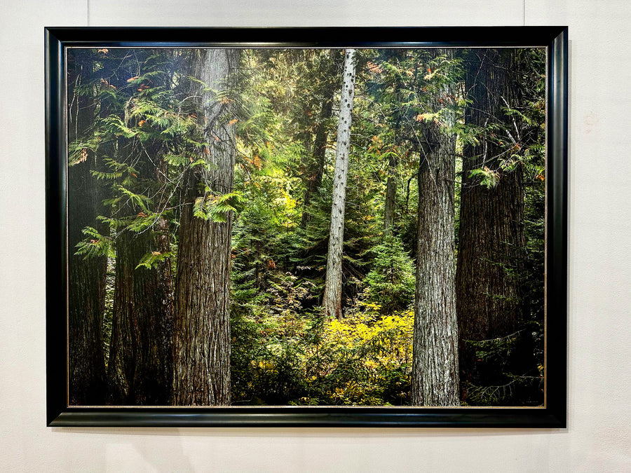 Redwood Forest, USA, Limited Edition 1/1 , 140x186cm Stretched Canvas with a black Bellini Frame
