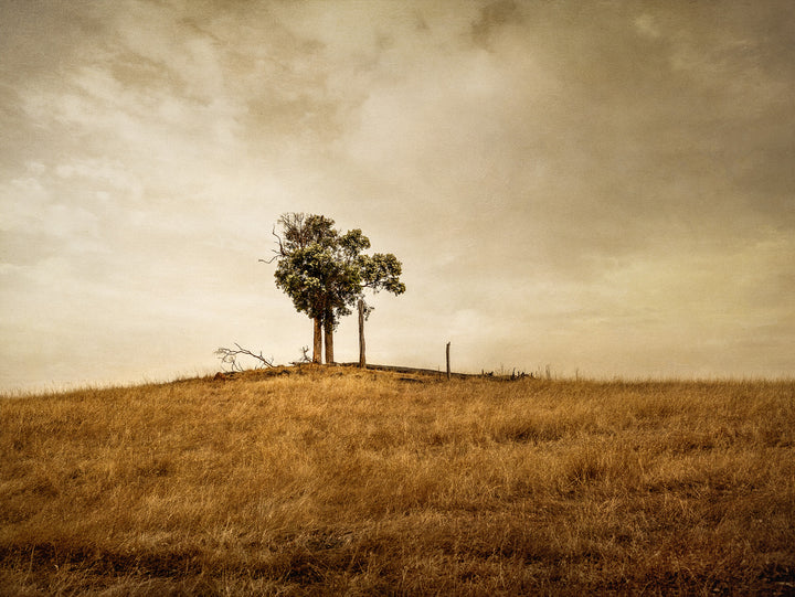 Lone Tree Bridgetown, MRROS Collaborative Exhibition