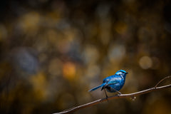 Blue Wren, South Western Australia - Christian Fletcher Gallery