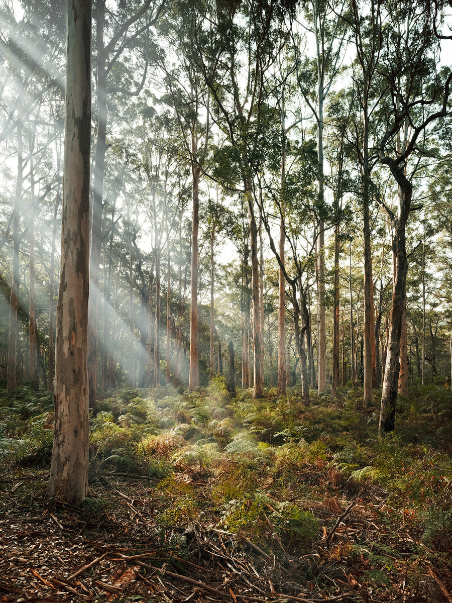Boranup Forest Limited Edition 1/1 -  113x150cm Stretched Canvas with feature marri Shadow Line Frame