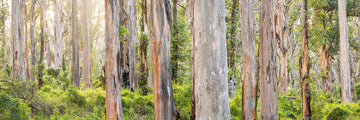 Boranup Forest - South Western Australia - Limited Edition