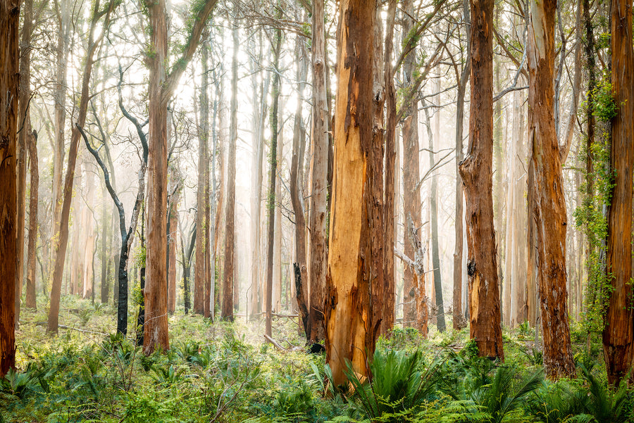 Boranup Forest 83X125CM FRAMED STRETCHED CANVAS WITH oak SHADOW LINE FRAME - limited edition