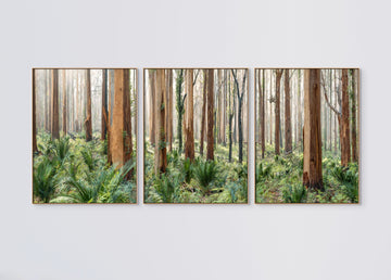 Boranup Forest Limited Edition Triptych each panel 100 x 131cm stretched canvas with timber shadow line frame, 16/25