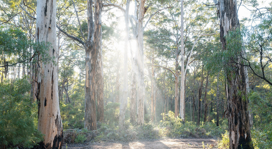 Boranup Forest, Margaret River, South Western Australia