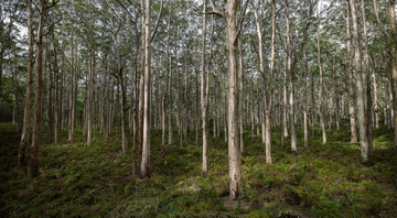 Boranup Forest, South Western Australia