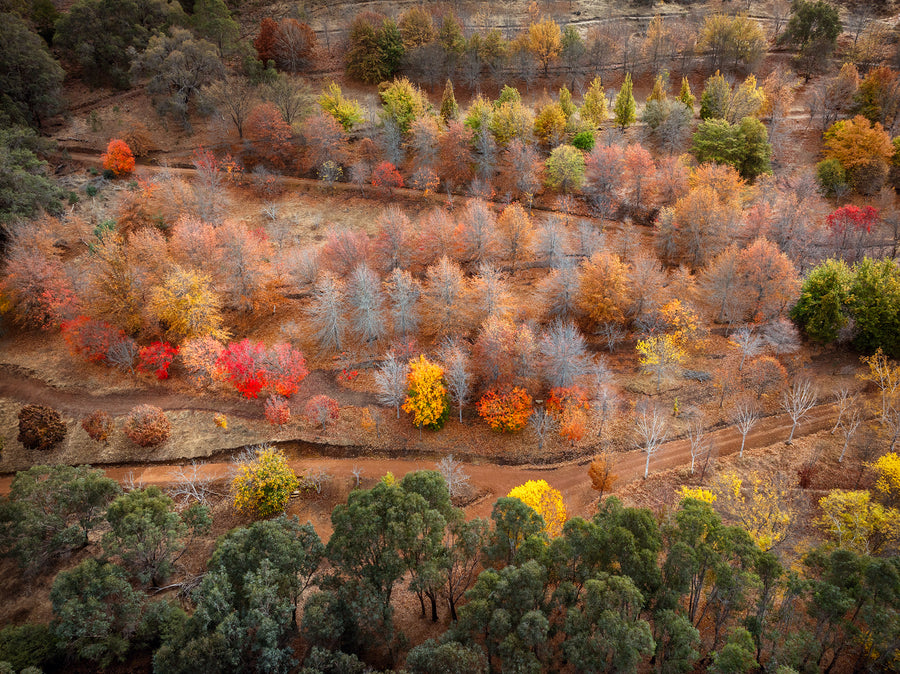 GOLDEN VALLEY TREE PARK, BALINGUP, SOUTH WESTERN AUSTRALIA - LIMITED EDITION