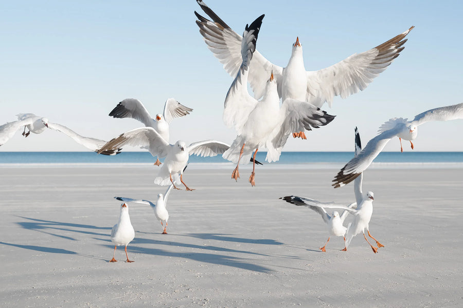 Flock of Seagulls at Cable Beach, Broome, Limited Edition 83x125cm Framed in white