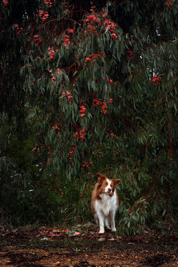 Apple The Dog, South Western Australia