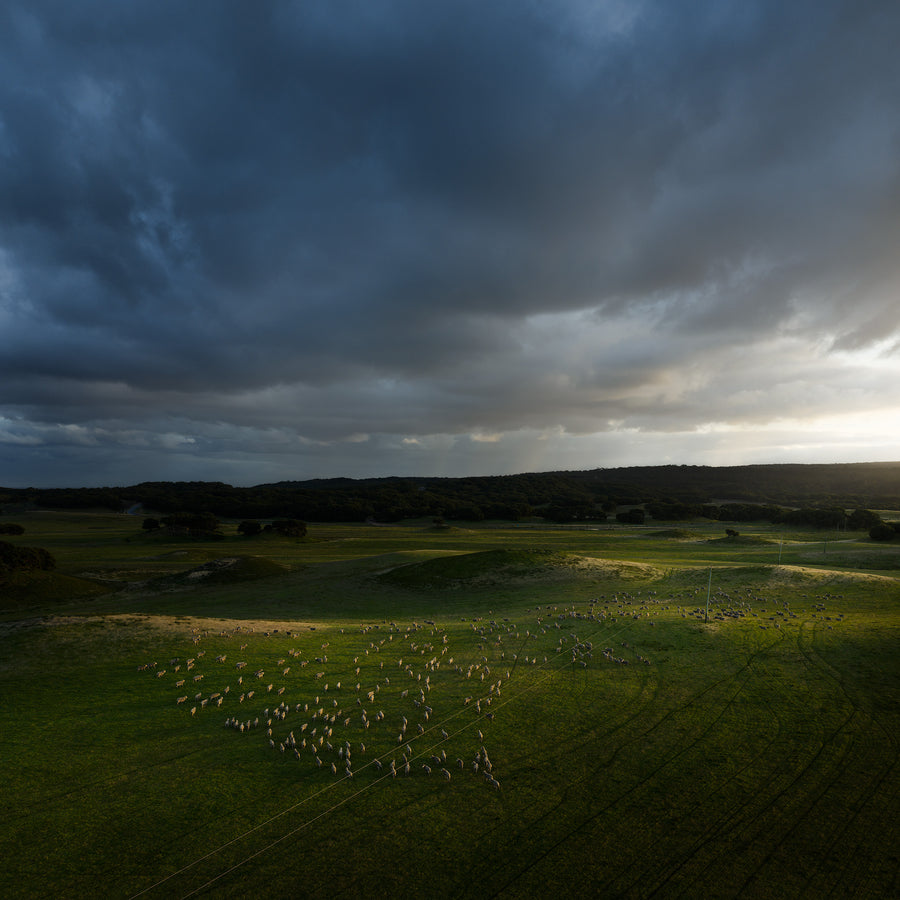 Sheep, Cosy Corner, South Western Australia