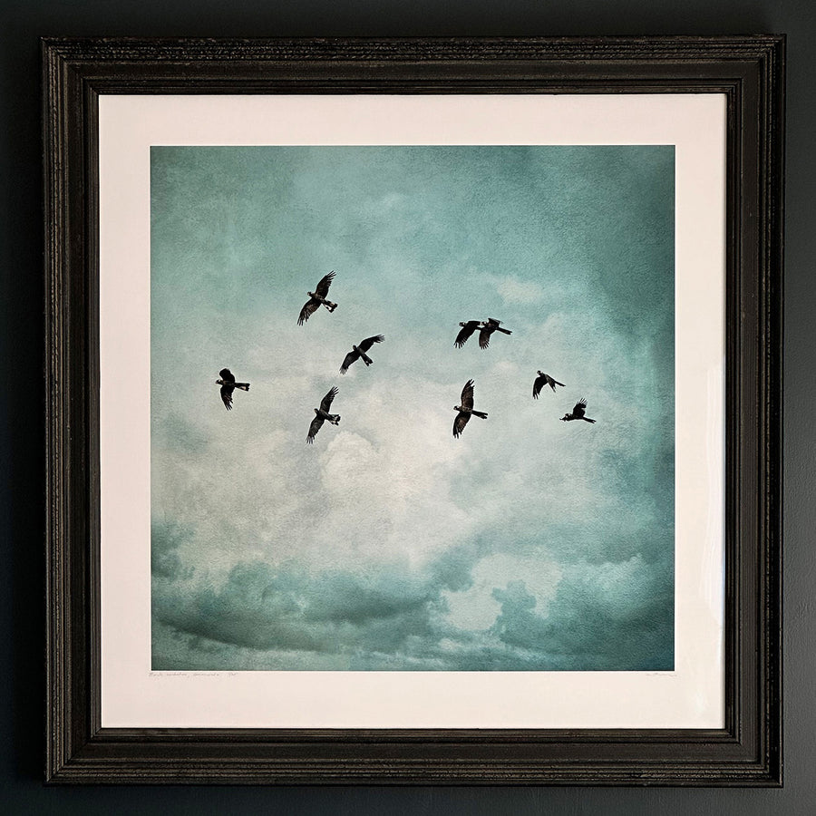 Carnaby Birds, #2/25 limited edition, 70x70 cm Art Paper framed in ornate black Frame with Ultra Glass