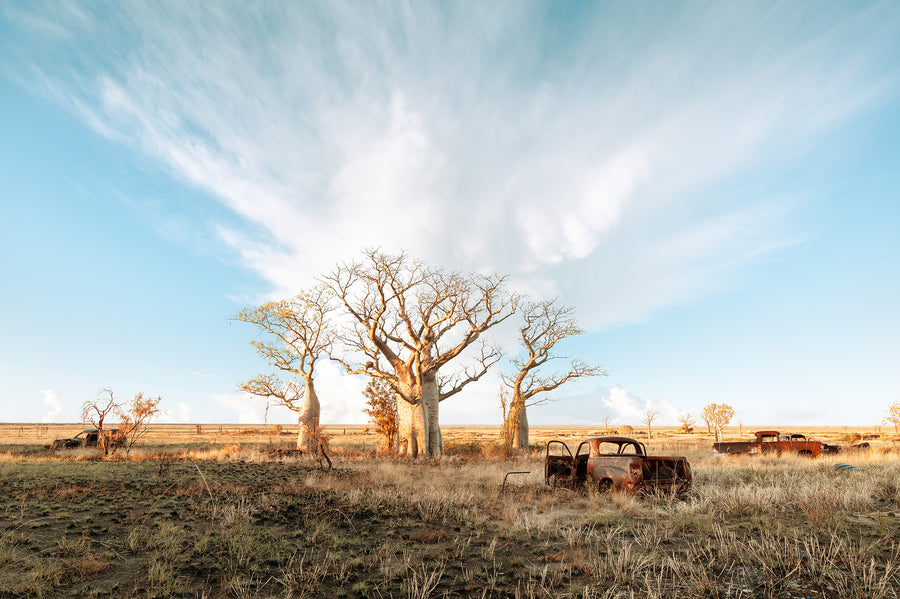 Boab Trees, Derby LIMITED EDITION 1/1 116X175CM FRAMED STRETCHED CANVAS WITH timber SHADOW LINE FRAME