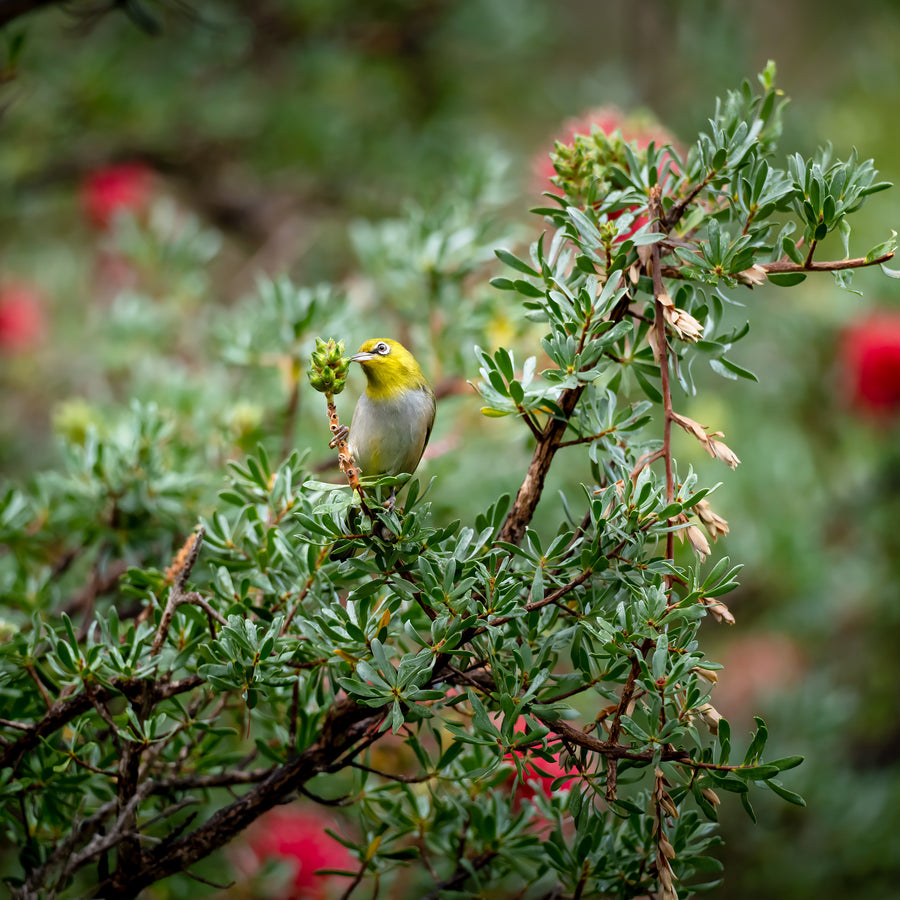 Silver Eye Bird, Denmark, Great Southern