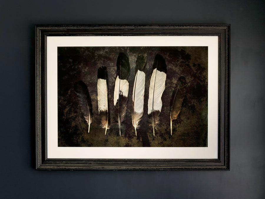 Feathers, LIMITED EDITION 1/1, 67x100cm Art Paper framed in Black Textured Frame