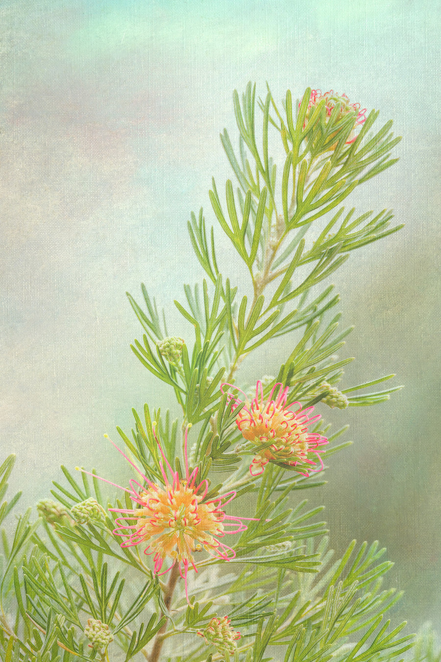 Grevillea Limited Edition 1/1 -  67x100cm Stretched Canvas with handcrafted Marri Timber Frame