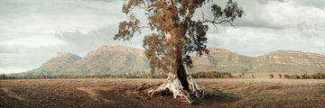 The Cazneaux Tree, Flinders Ranges, South Australia LIMITED EDITION