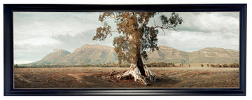 The Cazneaux Tree, Flinders Ranges - limited edition 70x210cm stretched canvas with black Bellini Frame