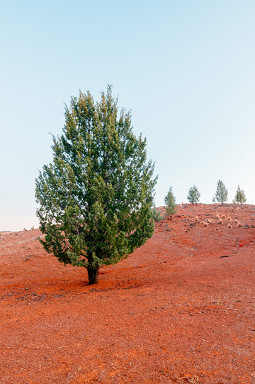 Flinders Ranges, South Australia - Limited Edition