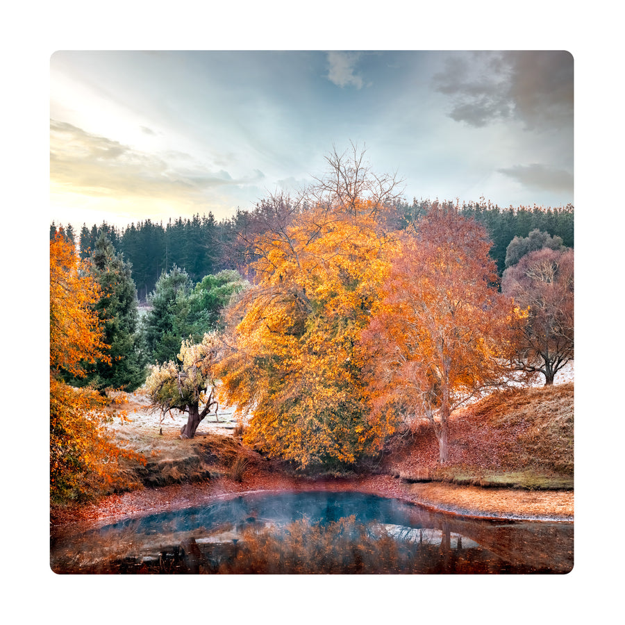 Golden Valley Tree Park, Balingup, South Western Australia - Limited Edition