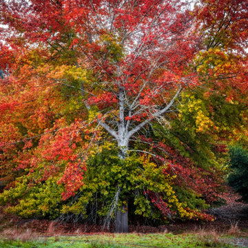 Golden Valley Tree Park, Balingup, South Western Australia