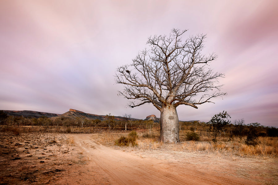 Boab tree 25x25cm Framed stretched canvas with black shadow line frame