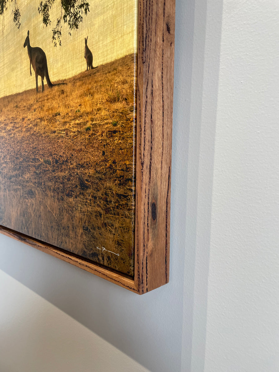 KANGAROOS UNDER THE MARRI TREE, LIMITED EDITION 100x150cm stretched canvas with hand crafted marri shadow line frame