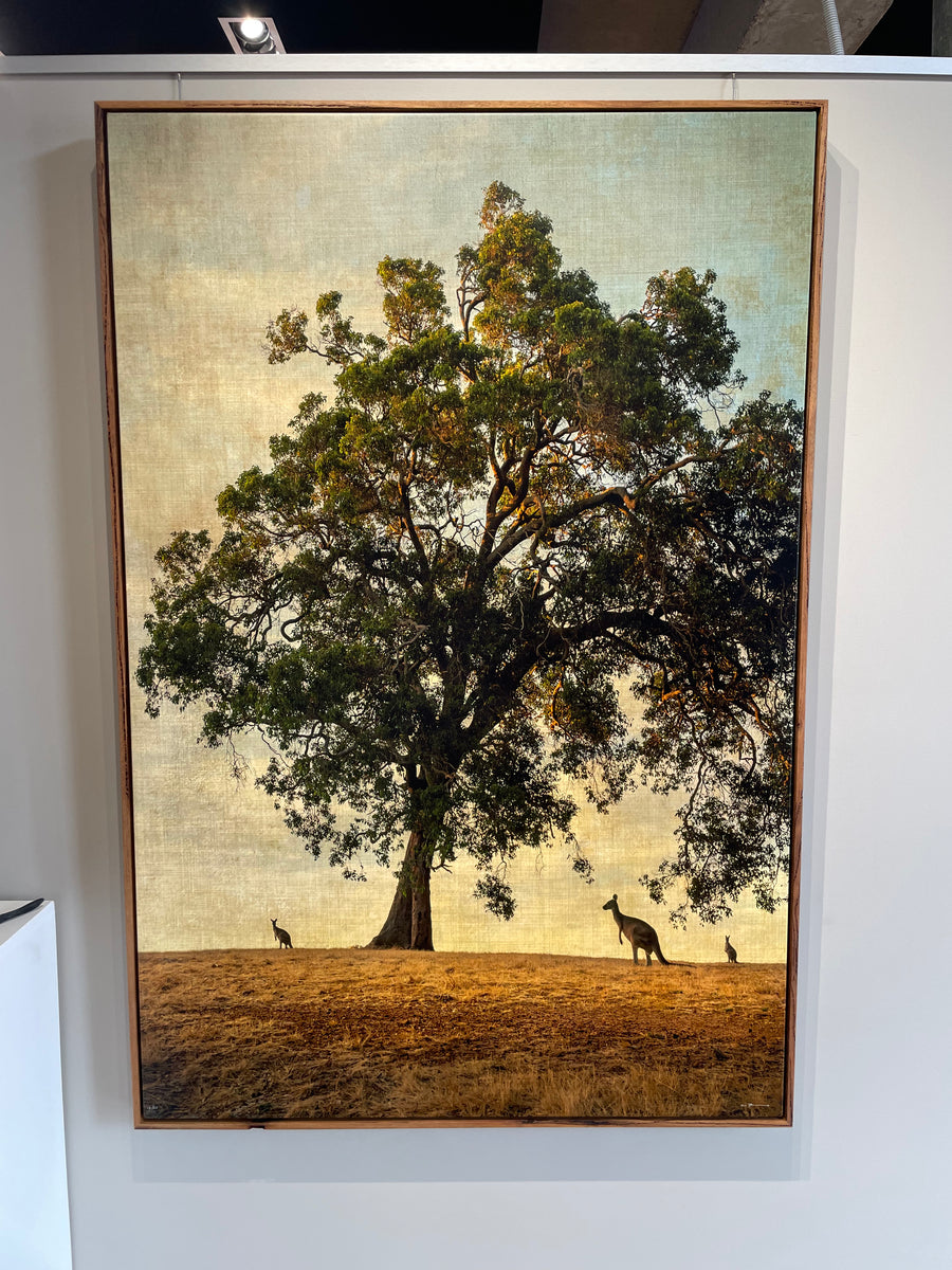 KANGAROOS UNDER THE MARRI TREE, LIMITED EDITION 100x150cm stretched canvas with hand crafted marri shadow line frame