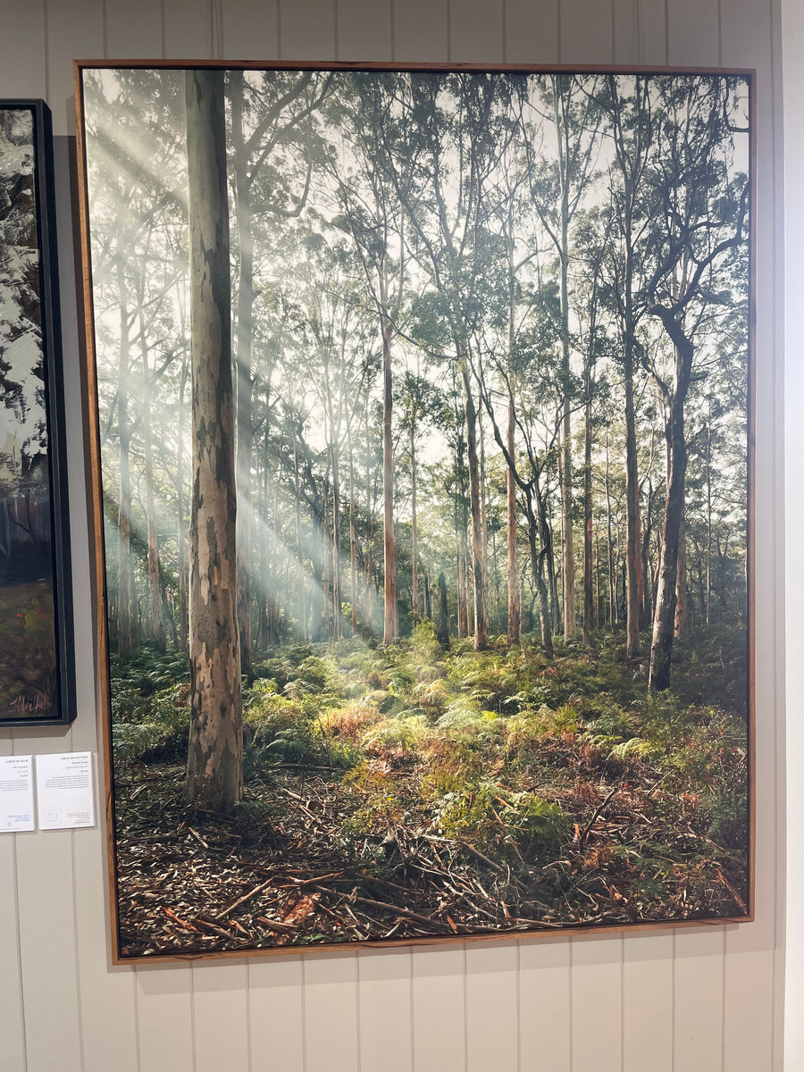 Boranup Forest Limited Edition 1/1 -  113x150cm Stretched Canvas with feature marri Shadow Line Frame