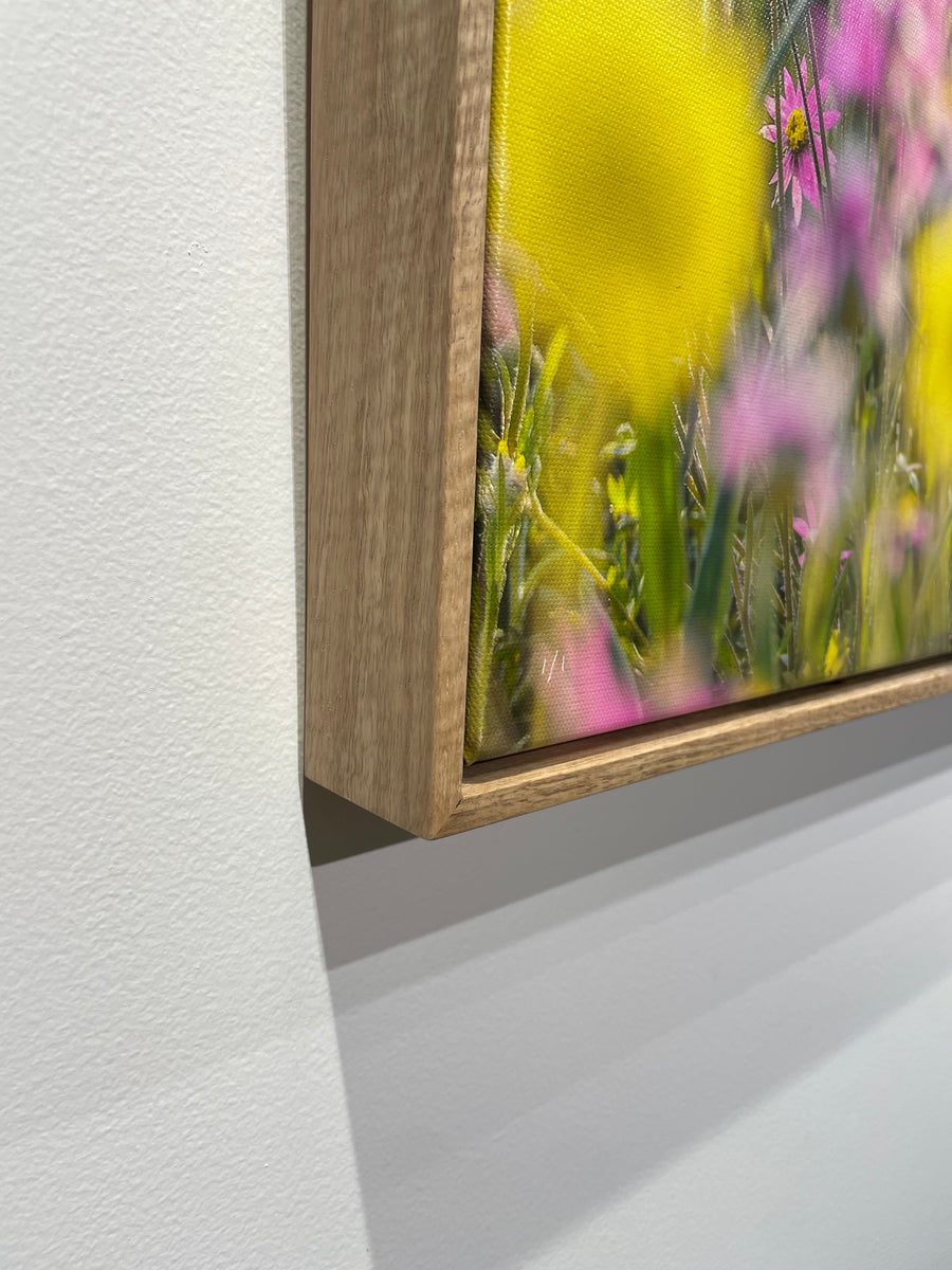 Wildflowers, Mid West Limited Edition 1/1 -  83x125cm Stretched Canvas with handcrafted Marri Frame