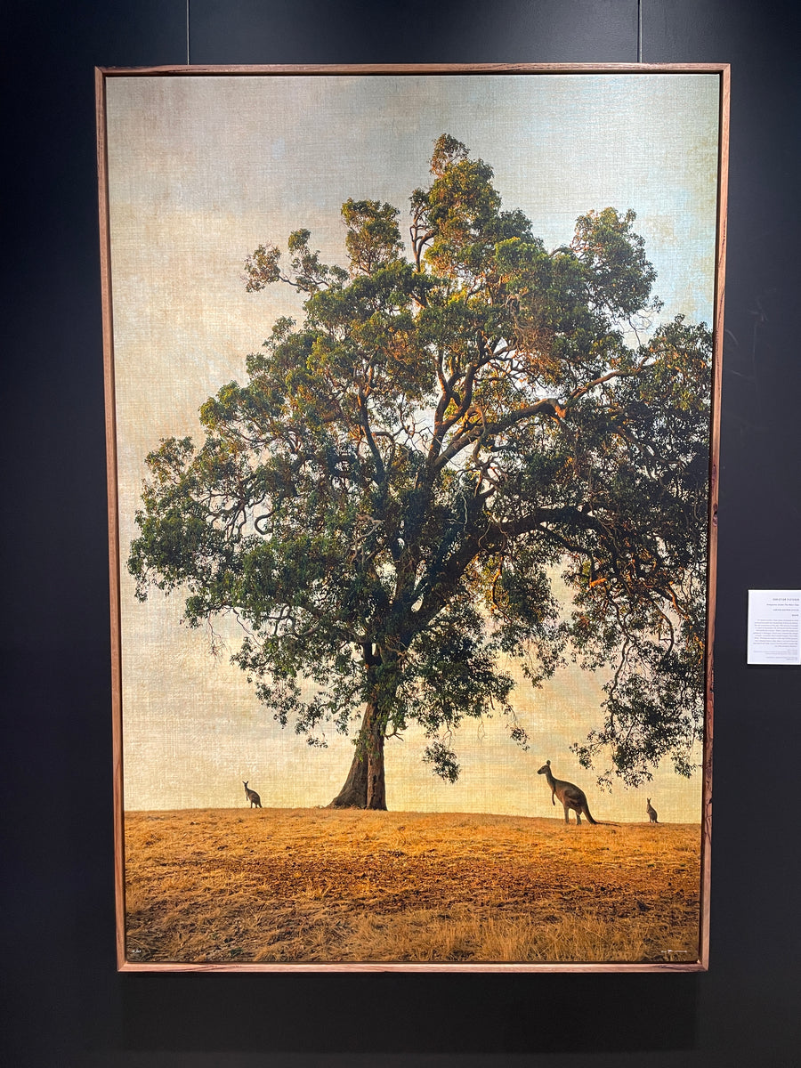 KANGAROOS UNDER THE MARRI TREE, LIMITED EDITION 100x150cm stretched canvas with hand crafted feature marri shadow line frame