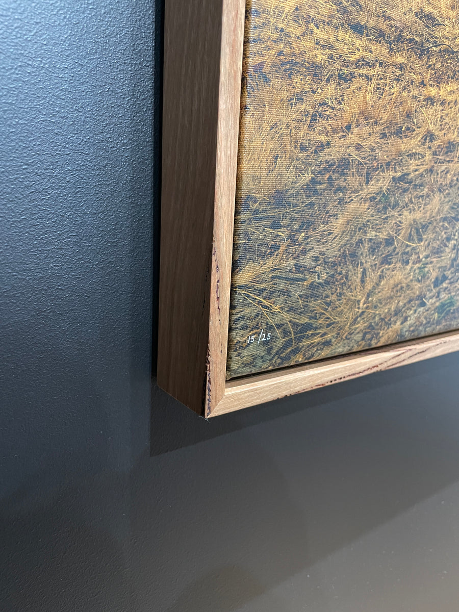 KANGAROOS UNDER THE MARRI TREE, LIMITED EDITION 100x150cm stretched canvas with hand crafted feature marri shadow line frame