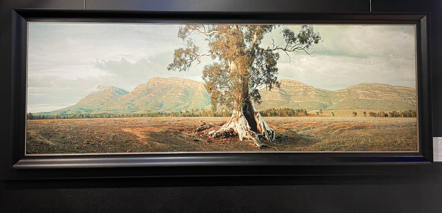 The Cazneaux Tree, Flinders Ranges - limited edition 70x210cm stretched canvas with black Bellini Frame