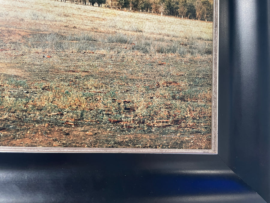 The Cazneaux Tree, Flinders Ranges - limited edition 70x210cm stretched canvas with black Bellini Frame