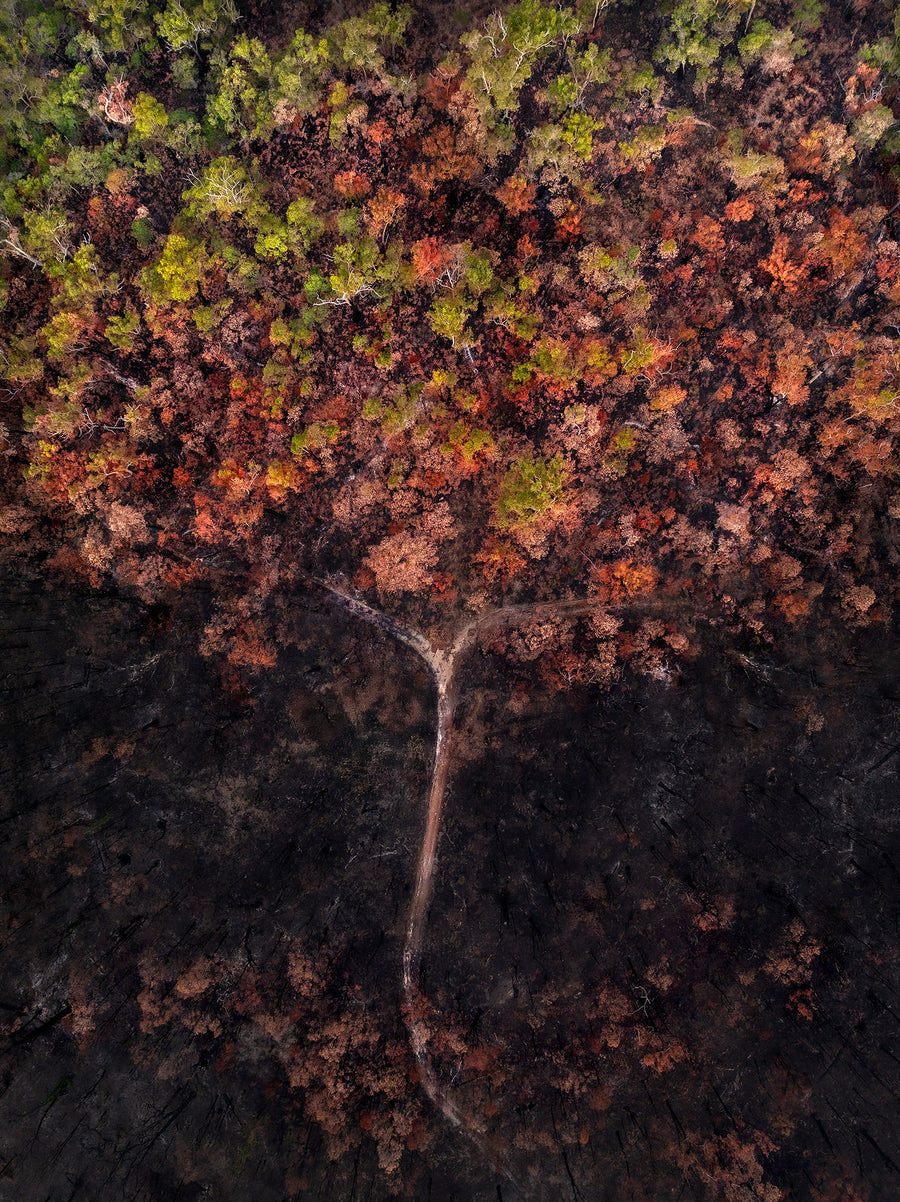 Forest Fire, Jarrahwood - Limited Edition 1/1 75 x 100cm Stretched Canvas with handcrafted feature Marri Shadow Line Frame