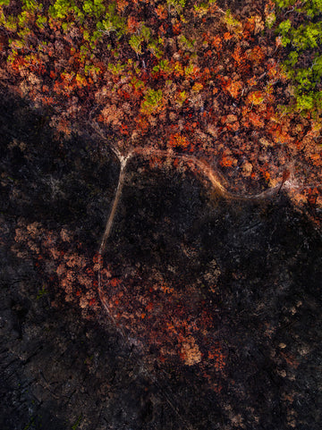 Forest Fire, Jarrahwood LIMITED EDITION