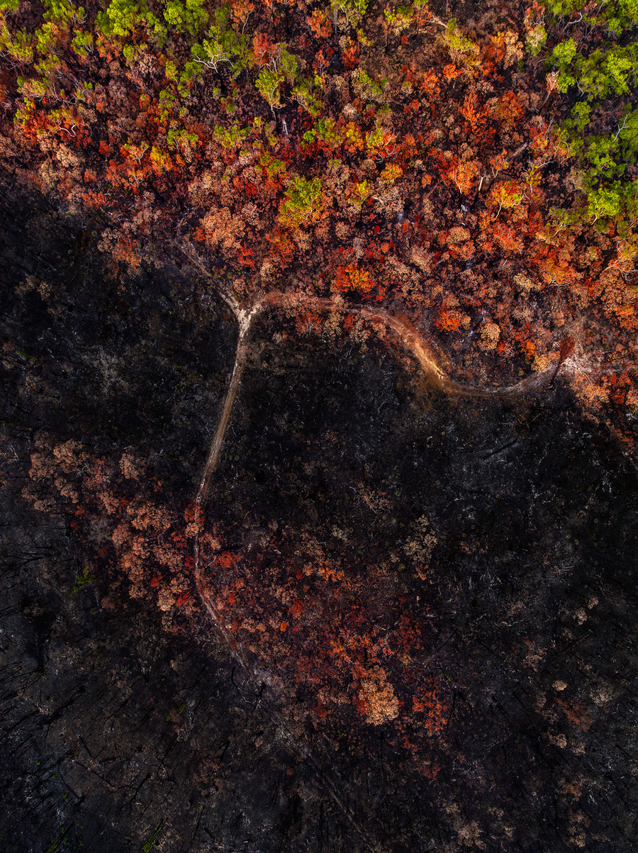 Forest Fire, Jarrahwood LIMITED EDITION