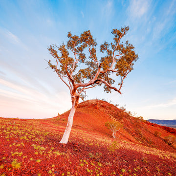Mount Bruce, Karijini National Park, Pilbara, North Western Australia