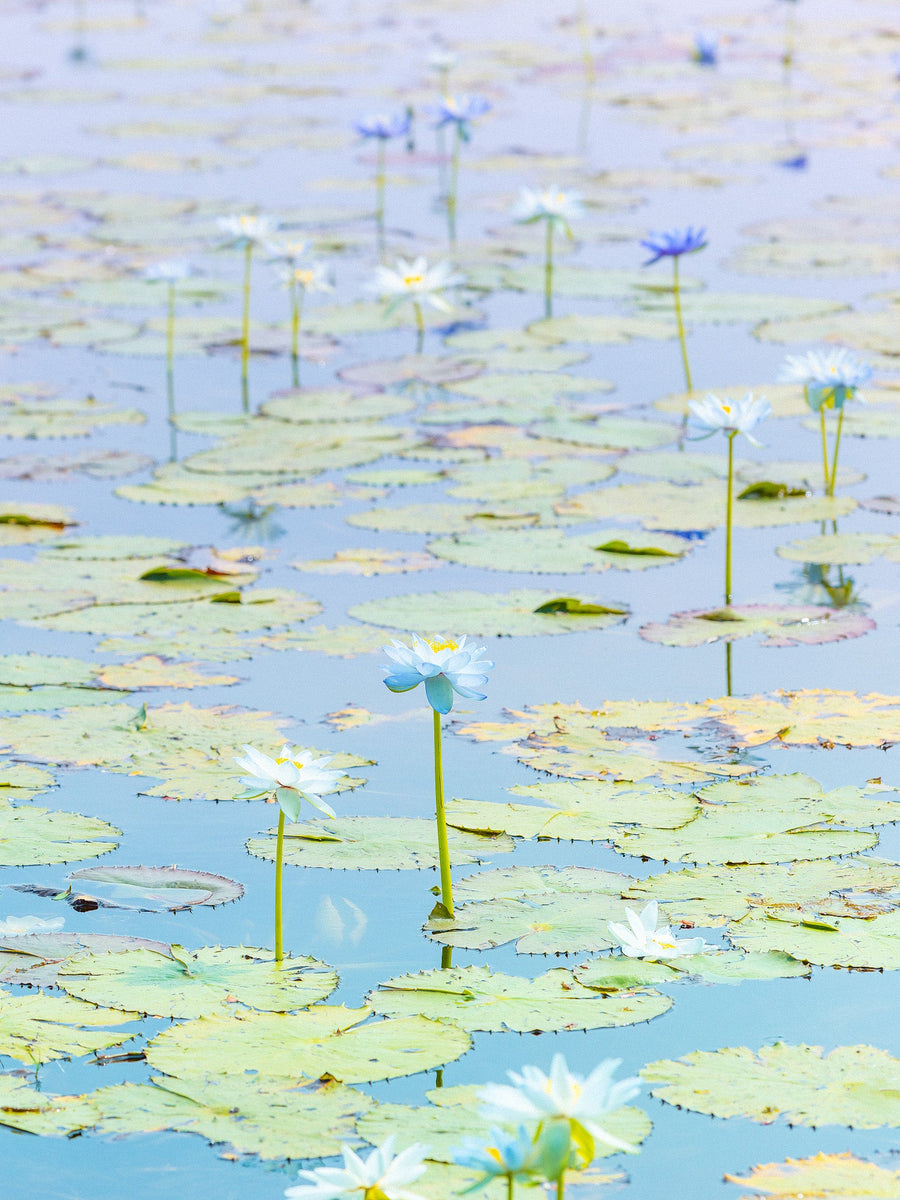 WATER LILIES, KIMBERLEY - Limited Edition 113x150cm Stretched Canvas with White Shadow Line Frame