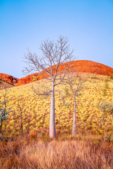 Boab Tree, Kununurra, North Western Australia - LIMITED EDITION
