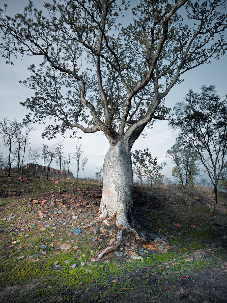 Boab Tree, Kimberley, North Western Australia - Limited Edition