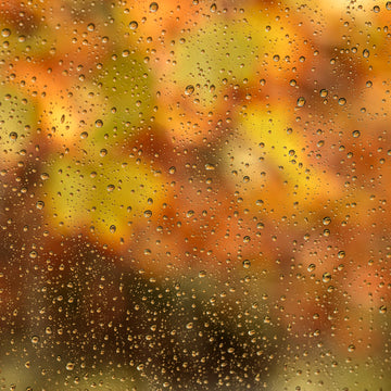 Rain Drops, Meelup Beach, South Western Australia