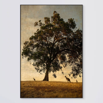 KANGAROOS UNDER THE MARRI TREE, LIMITED EDITION 100x150cm stretched canvas with charcoal shadow line frame #8/25