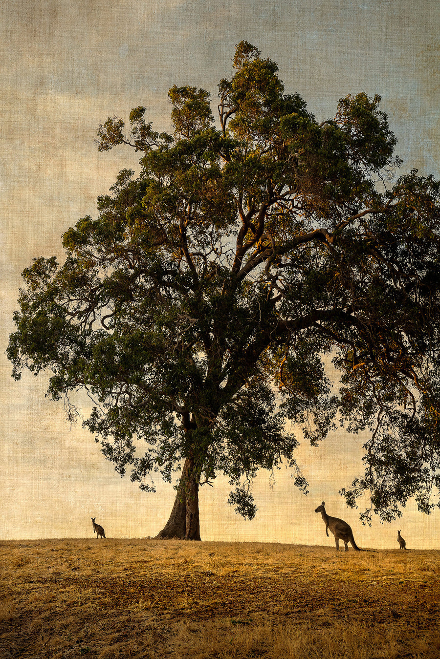 KANGAROOS UNDER THE MARRI TREE, LIMITED EDITION 100x150cm stretched canvas with charcoal shadow line frame #8/25