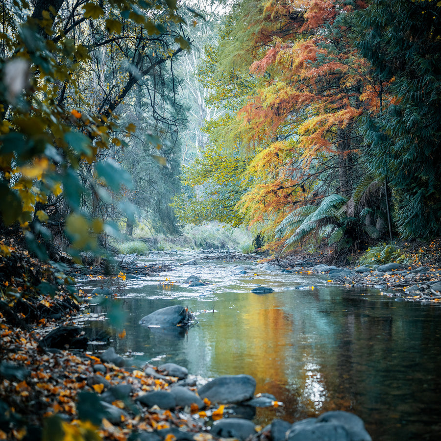 Autumn in Harrietville, Victoria - Limited Edition 130 x 130cm Stretched Canvas with hand crafted ebonised jarrah shadow line  frame