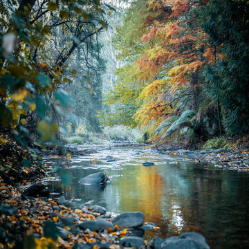 Autumn in Harrietville, Victoria - Limited Edition