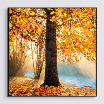 Autumn tree, 25 x 25cm Framed stretched canvas with black shadow line frame